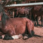 Bagaimana Kuda Tidur: Memahami Pola Rest Equine