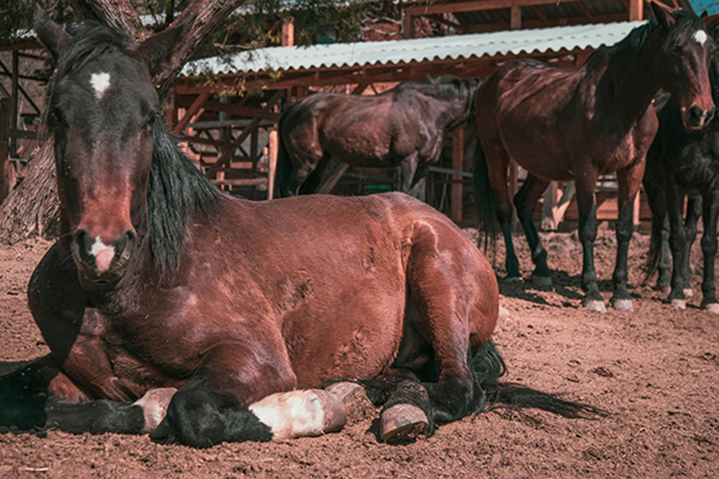 Bagaimana Kuda Tidur: Memahami Pola Rest Equine