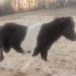 Temui Kuda Poni Baru – Kehidupan Berkuda