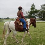 Pembaruan Berkuda- Mei 2025- Blog Kuda Backyard