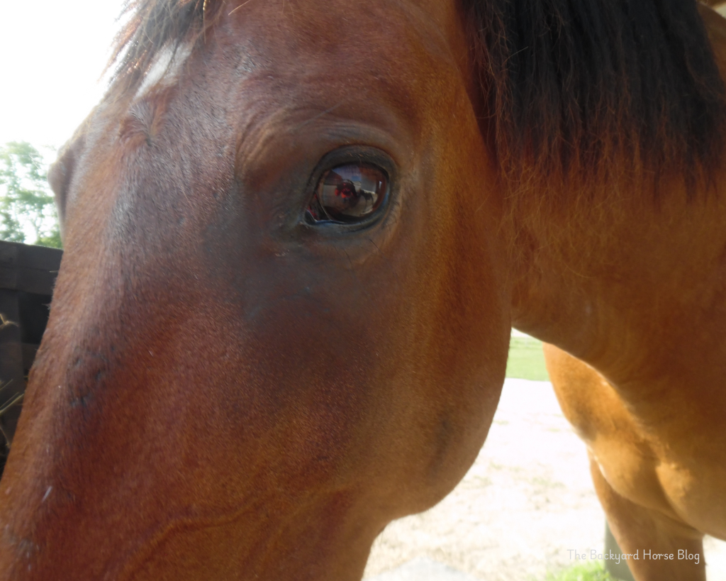 Biasanya, kuda dengan goresan kornea. . . – Blog Kuda Backyard