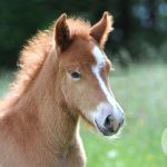Cara menyiapkan gudang Anda untuk anak kuda
