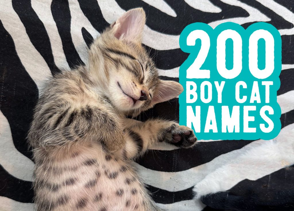 Nama kucing anak laki -laki: 200 Nama + Tip Penamaan
