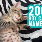 Nama kucing anak laki -laki: 200 Nama + Tip Penamaan