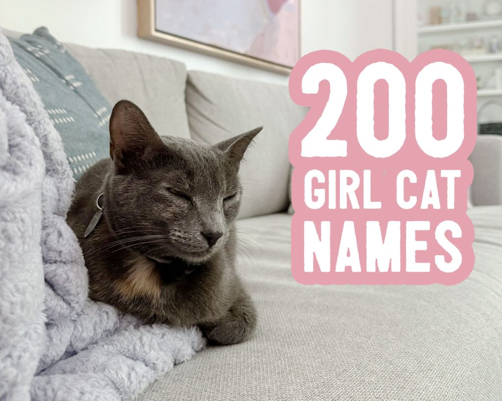 Nama Kucing Gadis: 200 Ide + Tip Penamaan