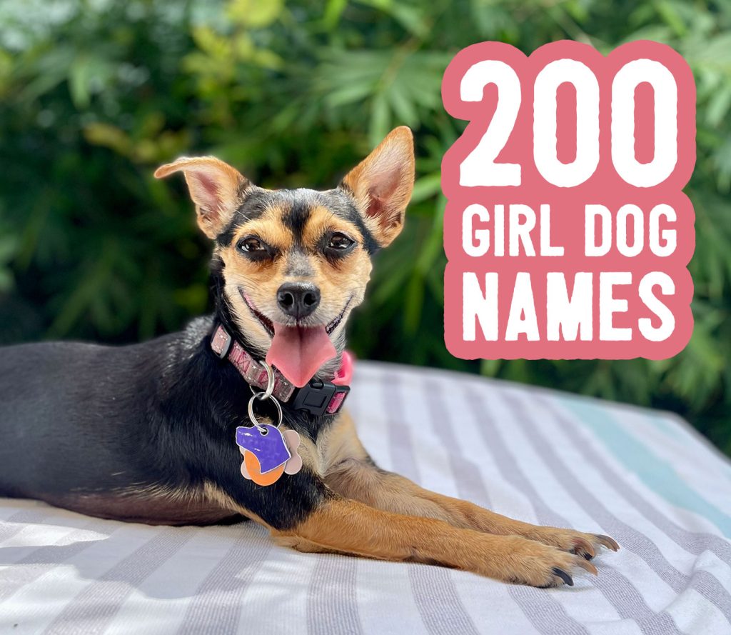 Nama Anjing Gadis: 200 Ide + Tip Penamaan
